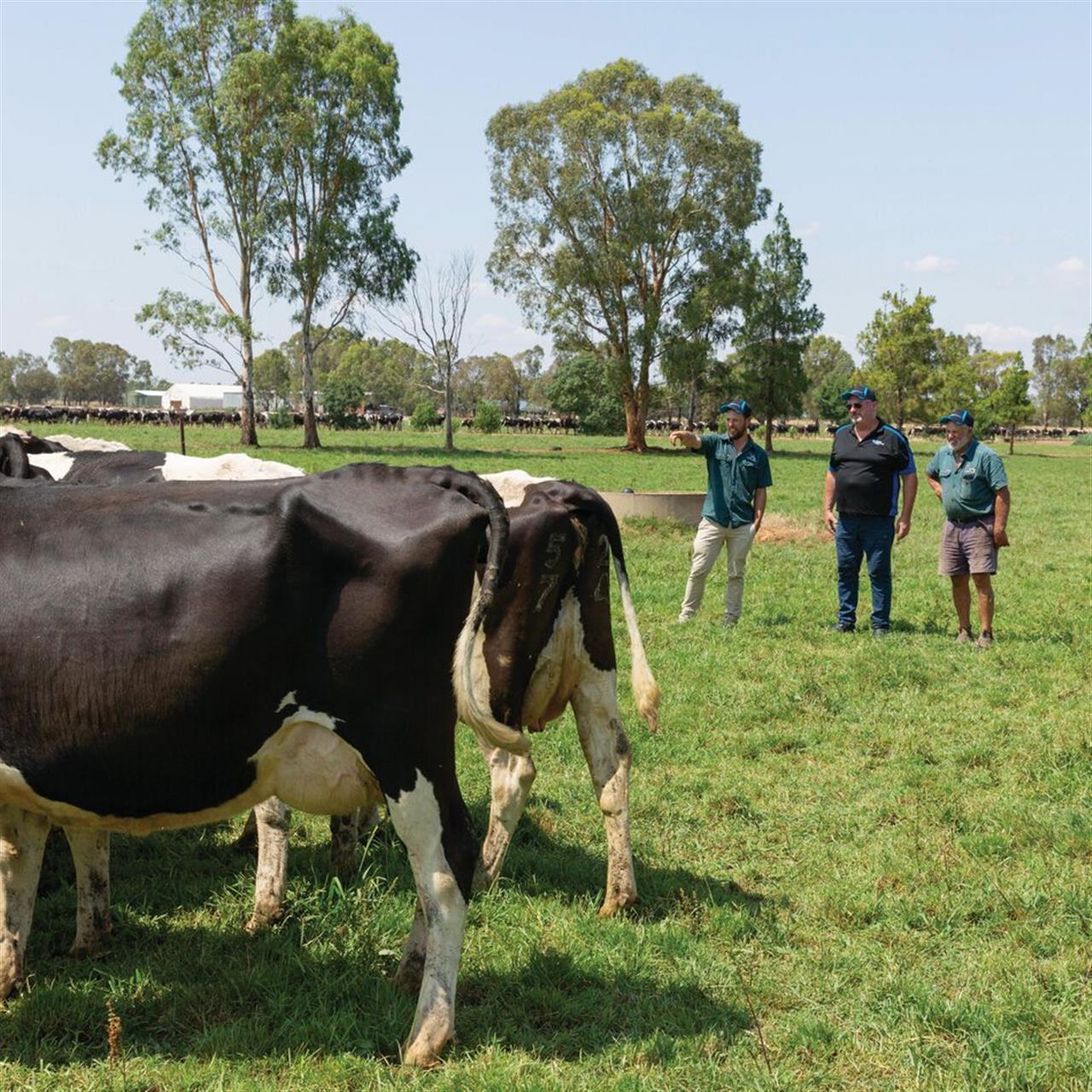 Use the latest technology to improve your Cow breeding